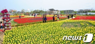 포항은 꽃잔치 중