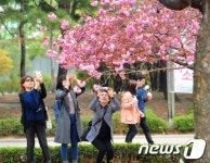 시선 사로잡는 겹벚꽃