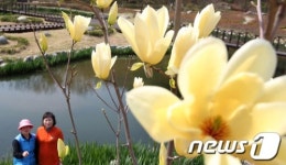[풍경]대전 대청호 수변공원에 활짝 핀 노란목련