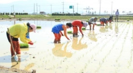고성군, 벼 2기작 위한 첫 모내기 실시