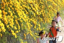 만개한 황매화