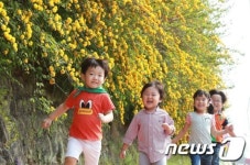 황매화와 동심