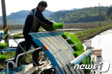 [화보] 강원도내 첫 모내기 시작!