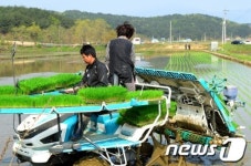 강원도 첫 모내기 쑥쑥 자라라