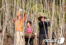 지리산 청정옻순이에요