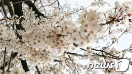 [르포] 소양호 고립마을의 희망 통로 김영권 집배원