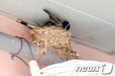 포항 두호시장에 8년째 둥지튼 제비가족