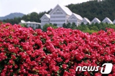 [단신] 조선대 장미원 활짝…축제는 취소