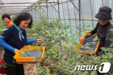 익산 송천마을, 블루베리 첫 수확
