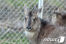 양구 산양증식복원센터 15일 산양 2마리 방사