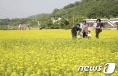 대전 대덕구 장동 유채꽃 보러 오세요