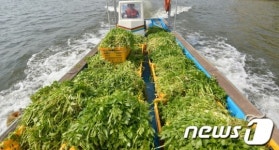 미나리 배달갑니다