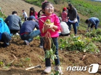 마이산골정보화마을, 호박고구마 밭 분양