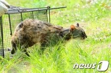 삵...다시 야생으로