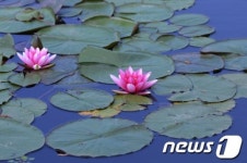 화천 연꽃단지, 다양한 수련 만개