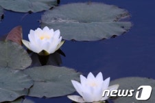 화천 연꽃마을에 핀 수련