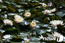 화천 연꽃단지, 다양한 수련 만개