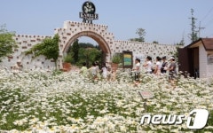 태안 팜카밀레 허브 축제 놀러 오세요