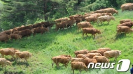방목장 누비는 소 떼