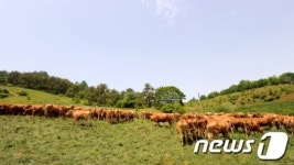 방목장 누비는 소떼