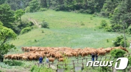 한우들의 대관령 나들이