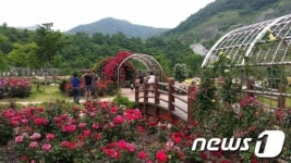 [풍경]  장성 평림댐 장미꽃 만개