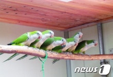 울산대공원 동물원, 미어캣.몽크앵무 새 식구 맞아