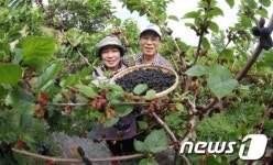 탐스럽게 익은 오디