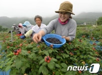 유기농 복분자 첫 수확