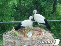 예산군 43년 만에 황새가 온다