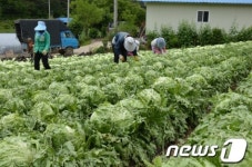 우박 맞은 양상추 이를 어쩌나
