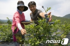새콤달콤 해남 블루베리 본격 출하