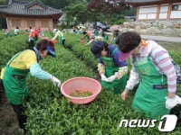 [단신] 보성군, 녹차 현장체험