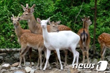 월드컵 길조 흰사슴, 평창서 탄생