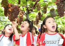 대전유성구, 진잠 미르포도 축제 개막