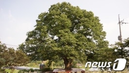 익산 명물, 금마면 구룡마을 느티나무 선정