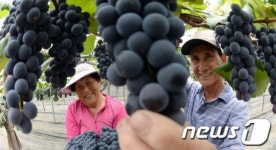 포도가 주렁주렁