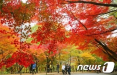 정읍단풍 경쟁력 제고위해 보호관리 선행돼야