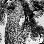 [단신 ]이완희 소나무를 품다 展 대구문예회관