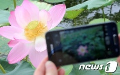 연꽃을 담다