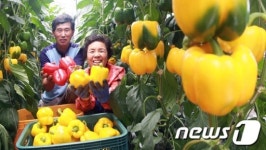 싱싱한 파프리카 맛보세요