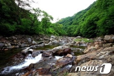여름철 피서객 발길 끊이지 않는 영동 물한계곡