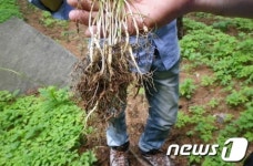 산림과학원, 전북 무주서 산양삼 현장 토론회