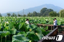 고암 이응노 생가기념관 연지공원 ‘연꽃’ 만개