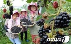 무농약 거창 블랙베리