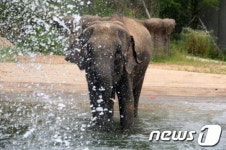 코끼리의 여름나기