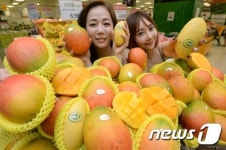 열대과일 망고, 크기가 커졌다?