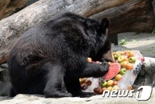 여름 특식 즐기는 반달가슴곰