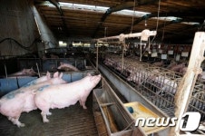 구제역 확산 돼지농가 비상…金겹살 되레 소비위축 우려