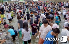 맨손으로 송어잡기 열띤경쟁